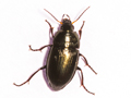 Amara ovata